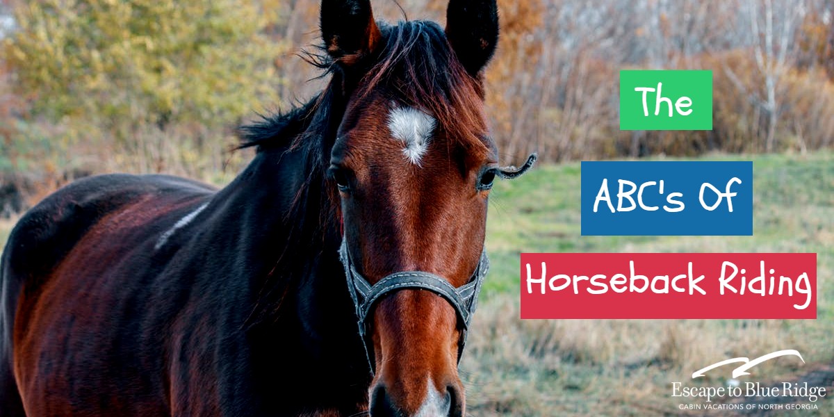 THE ABC’S OF HORSEBACK RIDING Blog Post