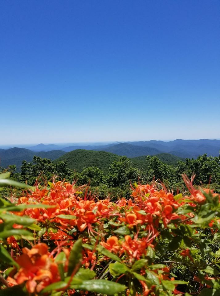 THE BLUE RIDGE EXPERIENCE: SPRING EDITION Blog Post