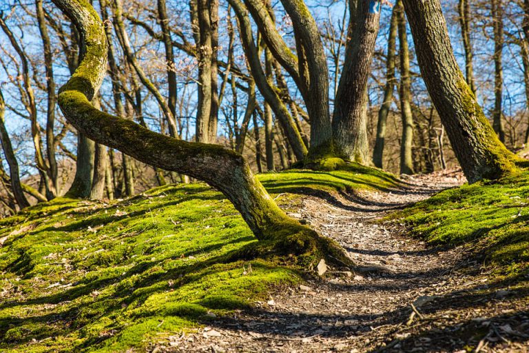 TRAIL TREES AND FAIRY CROSSES Blog Post