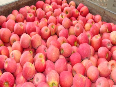 Things To Do HILLCREST ORCHARDS