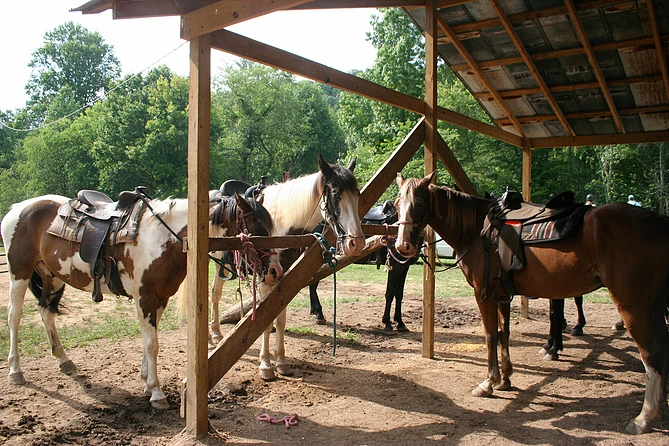 Things To Do BLUE RIDGE MOUNTAIN TRAIL RIDES