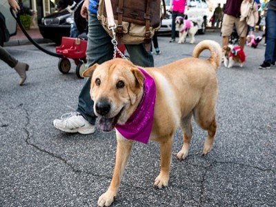 Things To Do PAWS IN THE PARK