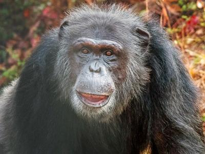 chimpanzee