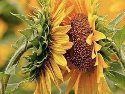 closeup of sunflowers