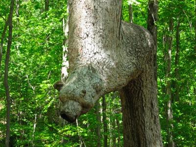 Trail Trees